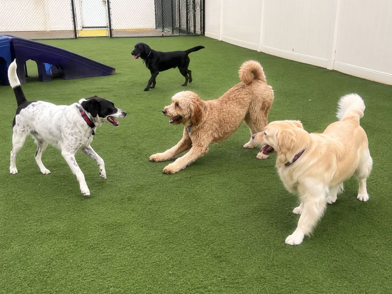 Dog Daycare Disinfection: Play Floors, Toys, Gates & the Midday Reset