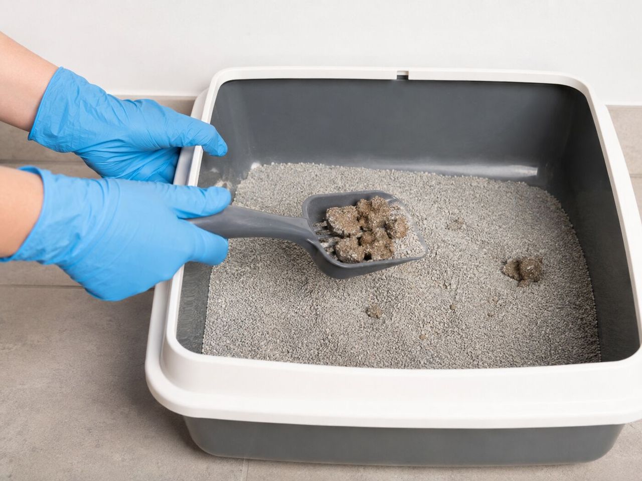 The Litter Box Zone: Boxes, Scoops, Mats & the Wall Nobody Treats