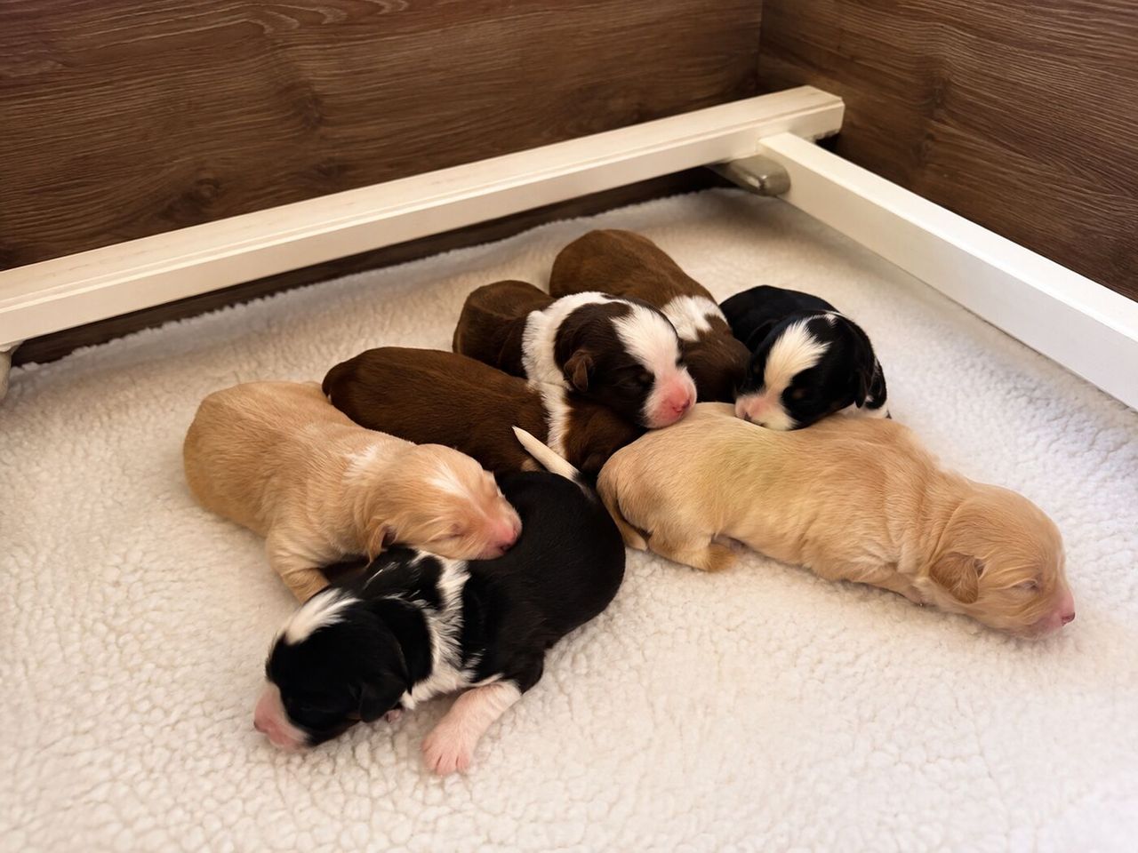 Breeders & Whelping Areas: Disinfection Before, During & After a Litter